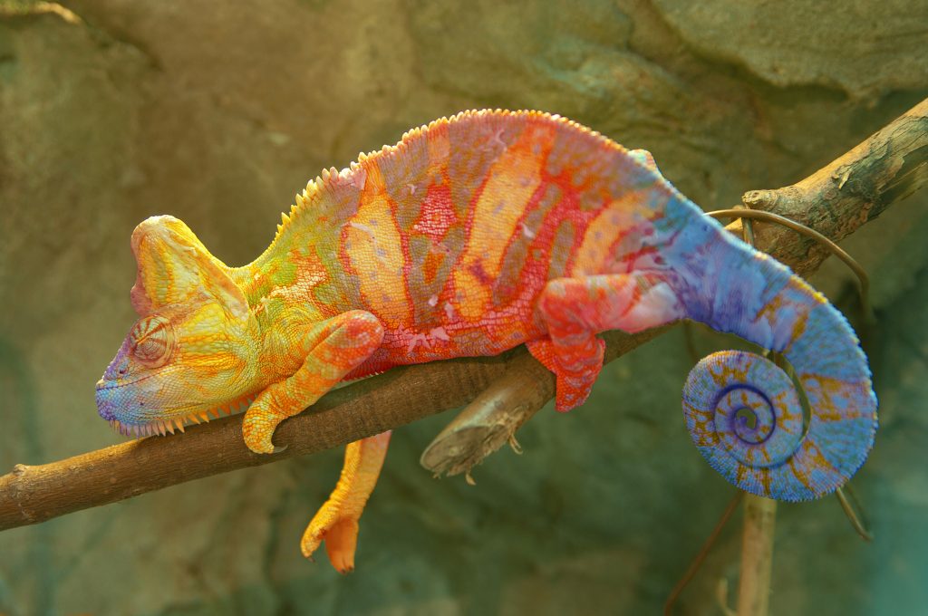 chameleons symbolize change